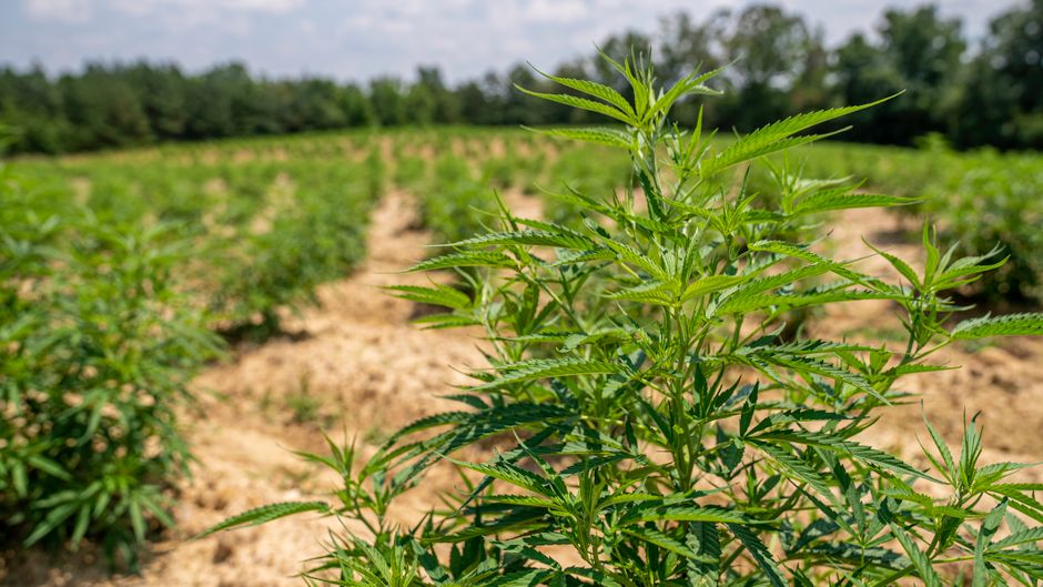 Cáñamo y marihuana: por qué no son lo mismo (aunque sean la misma planta)