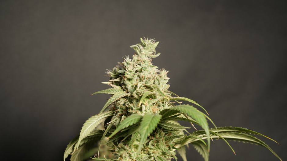 CBG, CBN y CBC: qué se sabe de verdad de los cannabinoides menores