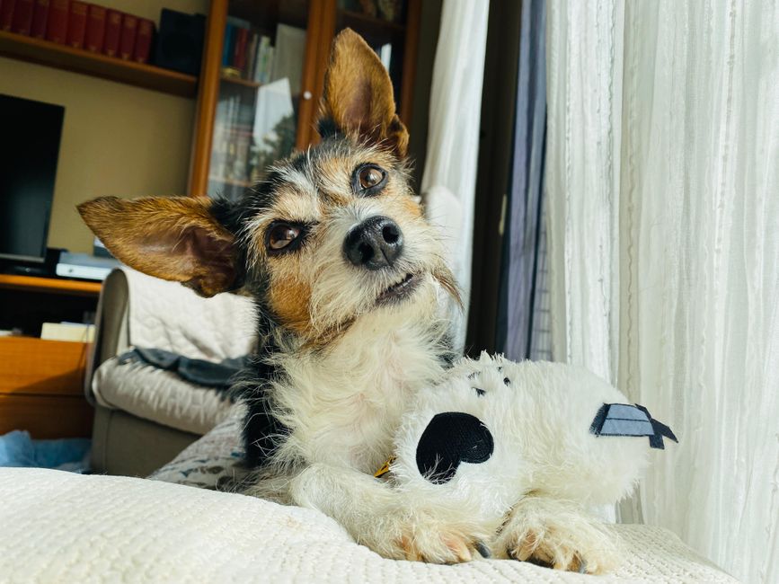 CBD en mascotas: por qué hay que ser especialmente prudente
