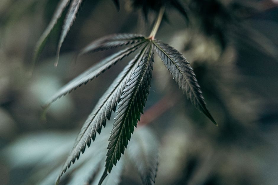 CBD y ansiedad: qué dice de verdad la evidencia