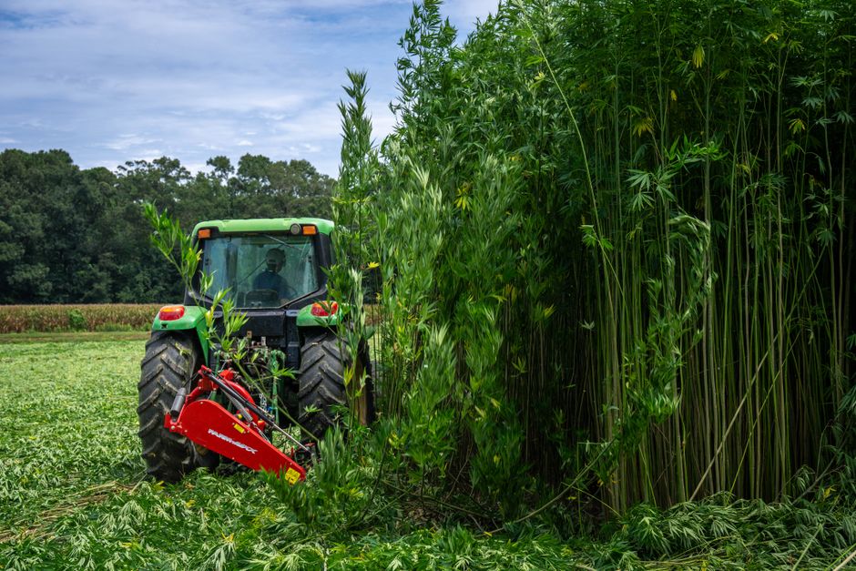 Del cáñamo al aceite: cómo se produce el CBD paso a paso