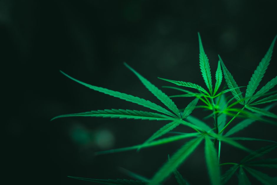 Mitos sobre el CBD que conviene desmontar